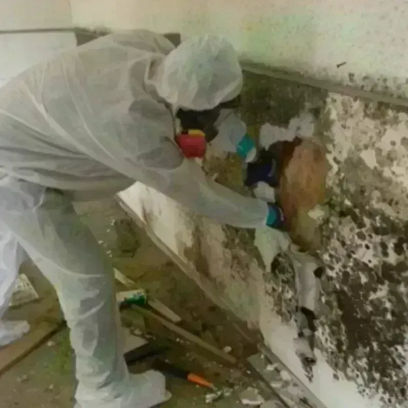 Mold Remediation and Removal in Hillsboro, MS